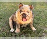 Small English Bulldog