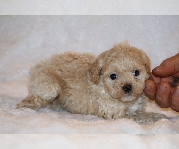 Medium Photo #10 Poodle (Toy) Puppy For Sale in DYERSBURG, TN, USA