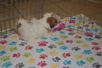 Small Photo #4 Lhasa Apso Puppy For Sale in ORO VALLEY, AZ, USA