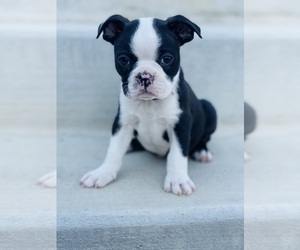 Boston Terrier Puppy for Sale in OGDEN, Utah USA