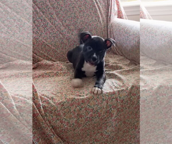 Medium Photo #7 Mutt Puppy For Sale in Holly Springs, NC, USA