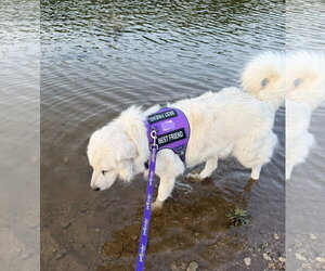 Winter - Male Great Pyrenees Dog for Adoption - Photo #2