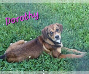 Mutt Dogs for adoption in Rutledge, TN, USA