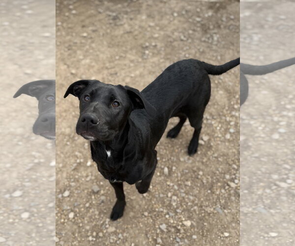 Medium Photo #3 Mutt Puppy For Sale in Corning, AR, USA