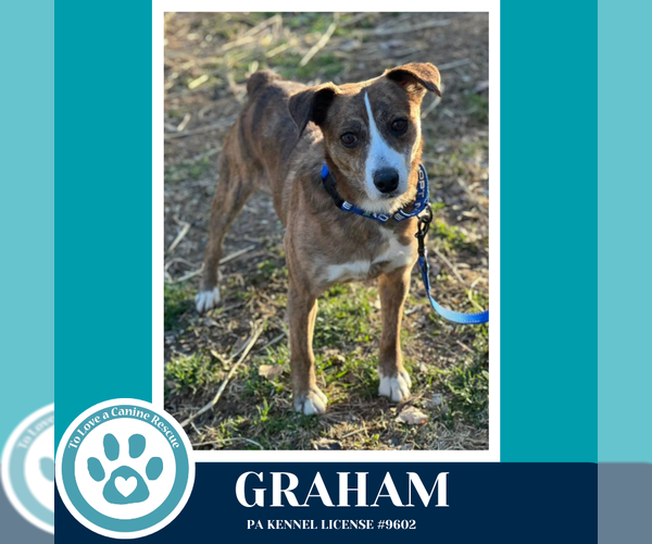 Medium Photo #9 Mutt Puppy For Sale in Kimberton, PA, USA