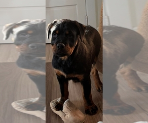 Rottweiler Puppy for sale in LONG BRANCH, NJ, USA