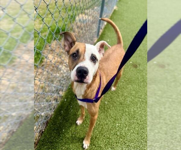 Medium Photo #2 Mutt Puppy For Sale in Fayetteville, NC, USA