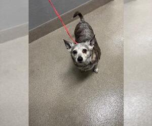 Chihuahua-Unknown Mix Dogs for adoption in Las Vegas, NV, USA