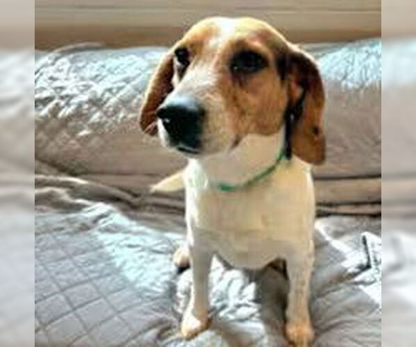 Medium Photo #2 Beagle Puppy For Sale in Stratham, NH, USA