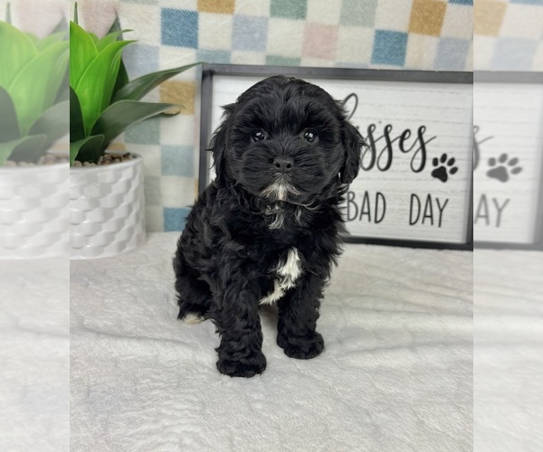 Medium Photo #2 Cavapoo (Miniature) Puppy For Sale in FRANKLIN, IN, USA