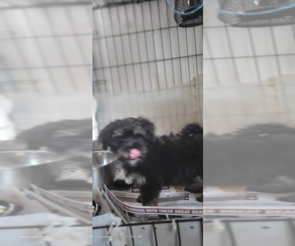 Medium Photo #16 Yorkshire Terrier Puppy For Sale in AKRON, OH, USA