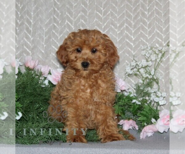 Medium Photo #1 Cavapoo Puppy For Sale in RISING SUN, MD, USA