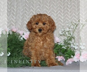 Cavapoo Puppy for sale in RISING SUN, MD, USA