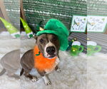 Small #20 American Pit Bull Terrier Mix