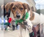 Small #4 Spaniel Mix