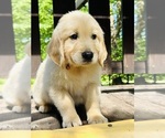 Small Photo #41 Golden Retriever Puppy For Sale in AMITY, AR, USA