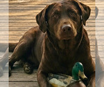 Small Photo #1 Labrador Retriever Puppy For Sale in GASTON, NC, USA