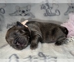 Small Photo #48 French Bulldog Puppy For Sale in MIMS, FL, USA