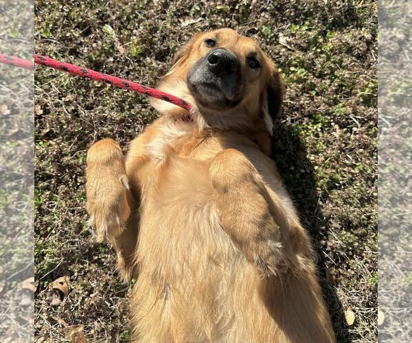 Medium Photo #4 Golden Retriever-Unknown Mix Puppy For Sale in Yardley, PA, USA