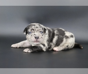 American Bully Puppy for sale in CHAMPAIGN, IL, USA