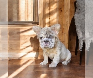 French Bulldog Puppy for sale in AGOURA HILLS, CA, USA