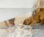 Small #7 Golden Retriever
