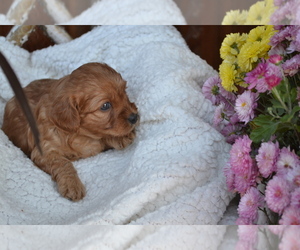 Medium Cavapoo