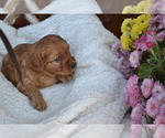 Puppy Fawn Cavapoo