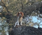 Small #7 Cavalier King Charles Spaniel