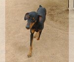 Small Photo #6 Doberman Pinscher Puppy For Sale in Apple Valley, CA, USA