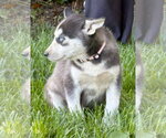 Small #1 Siberian Husky