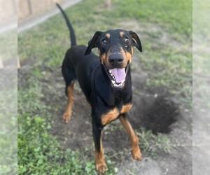 Doberman Pinscher Dogs for adoption in Modesto, CA, USA