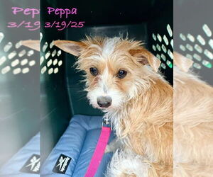 Mutt Dogs for adoption in Berlin, MD, USA