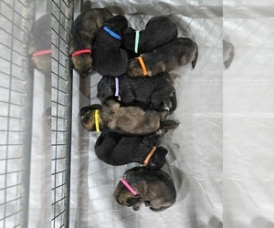 German Shepherd Dog Puppy for Sale in PATASKALA, Ohio USA