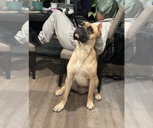 Father of the Cane Corso puppies born on 07/24/2025
