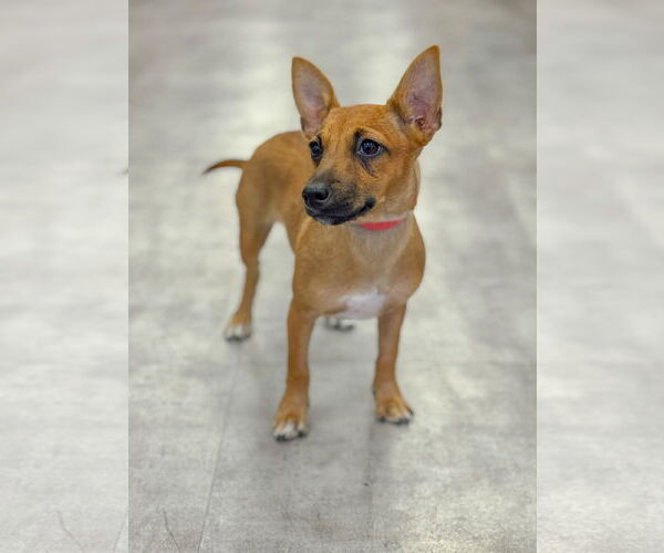 Medium Photo #4 Mutt Puppy For Sale in PIPE CREEK, TX, USA