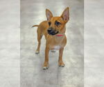 Small #3 Mutt