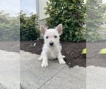Small #1 West Highland White Terrier