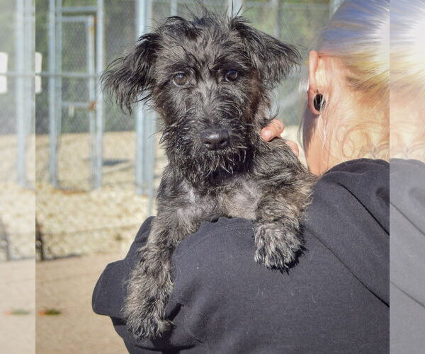 Medium Photo #6 Mutt Puppy For Sale in Huntley, IL, USA