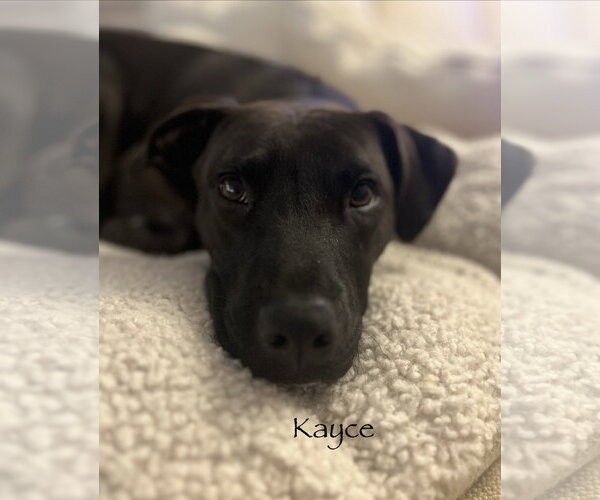 Medium Photo #15 American Pit Bull Terrier-Unknown Mix Puppy For Sale in Minneapolis, MN, USA