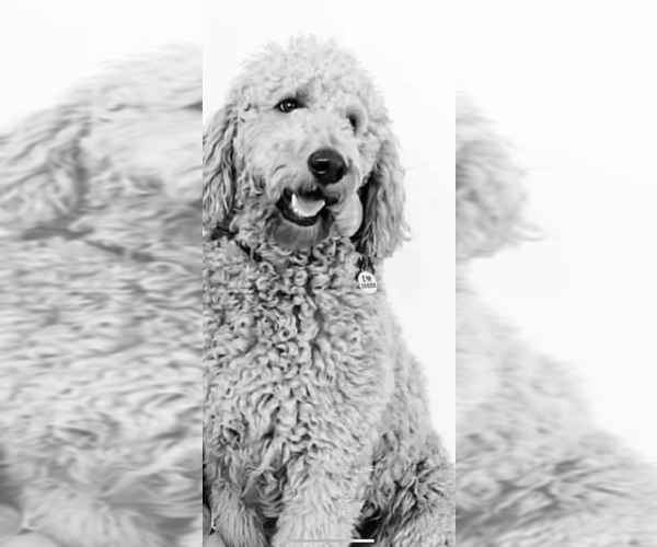 Medium Photo #1 Goldendoodle Puppy For Sale in BARRETT PARKWAY, GA, USA