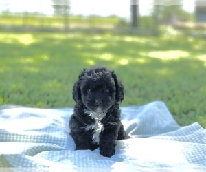 Aussiedoodle Miniature -Poodle (Toy) Mix Puppy for Sale in EL CAMPO, Texas USA