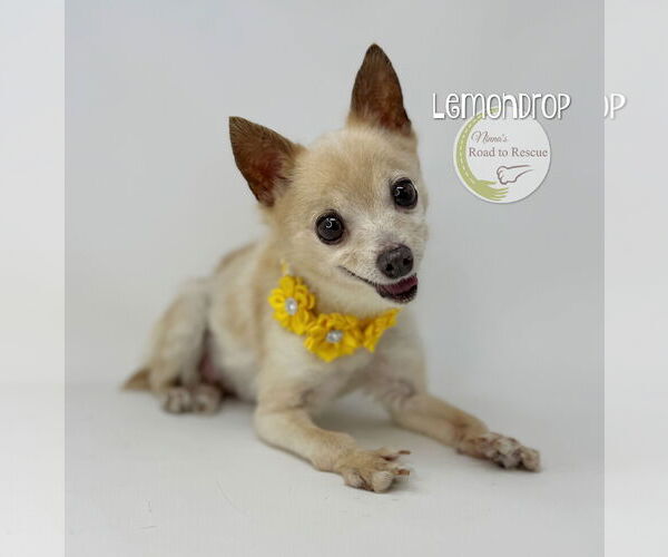 Medium Photo #2 Chihuahua Puppy For Sale in Benton, LA, USA