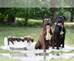 Boxer Litter for sale in NASHUA, NH, USA