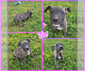 Mutt Dogs for adoption in Blacksburg, SC, USA