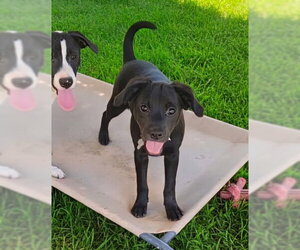 Labrador Retriever-Unknown Mix Dogs for adoption in Holly Springs, NC, USA