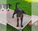 Small Labrador Retriever Mix