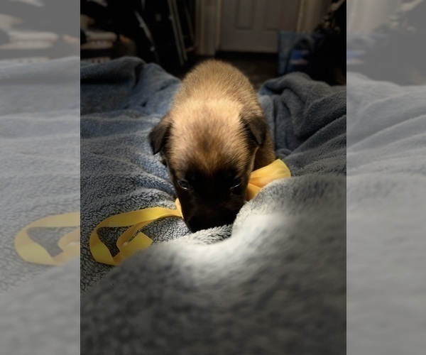 Medium Photo #198 Belgian Malinois Puppy For Sale in REESEVILLE, WI, USA
