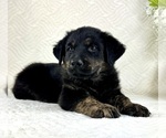 Small #2 Golden Shepherd