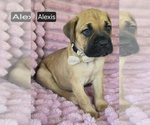 Image preview for Ad Listing. Nickname: Alexis